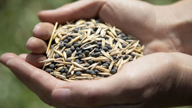 Siembra de cereales y leguminosas en el campo experimental de la UNAHUR